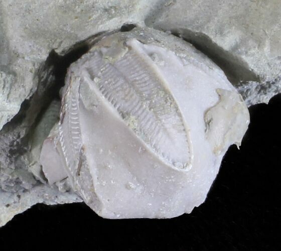 Blastoid (Pentremites) Fossil - Illinois #60122